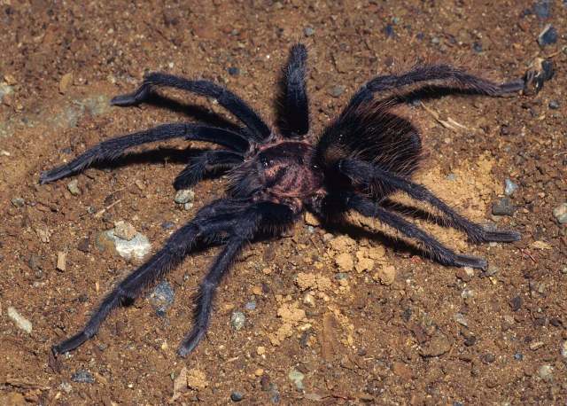 Aphonopelma nayaritum Chamberlin, 1940, male, Nayarit, Mexico