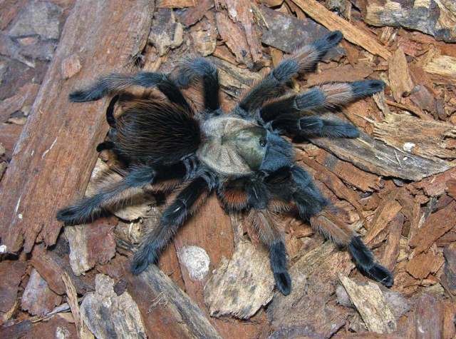Aphonopelma or Brachypelma sp., Coahuila, Mexico