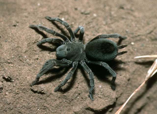 Aphonopelma paloma Prentice, 1993, female, Gila Bend, Arizona, USA