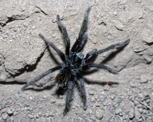 Aphonopelma parvum Hamilton, Hendrixson & Bond, 2016, male, Portal, Arizona, USA