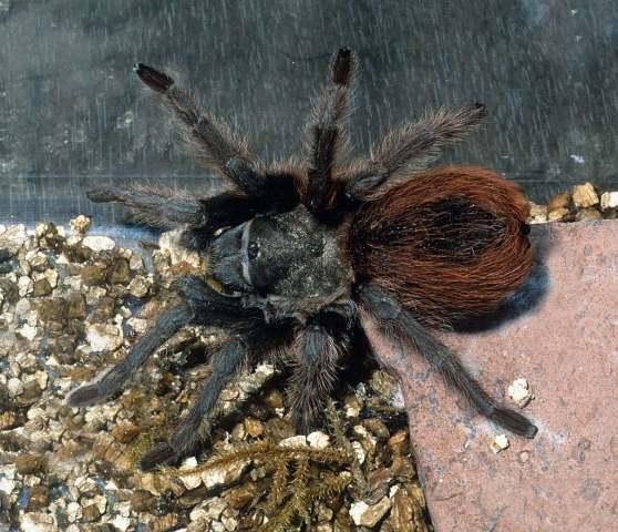 Aphonopelma peloncillo Hamilton, Hendrixson & Bond, 2016, female, Hidalgo County, New Mexico, USA