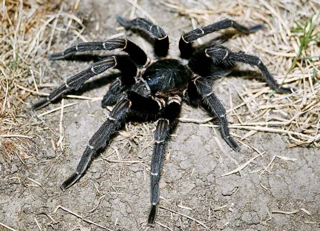 Aphonopelma seemanni (F. O. P.-Cambridge 1897), male, Costa Rica
