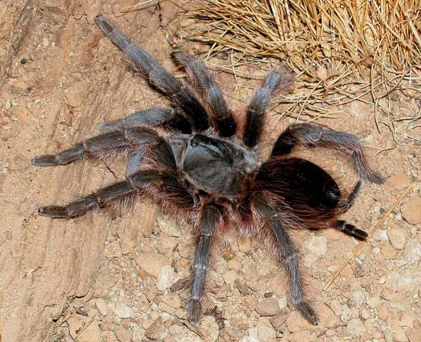 Aphonopelma serratum (Simon 1891), female, Morelos State, Mexico
