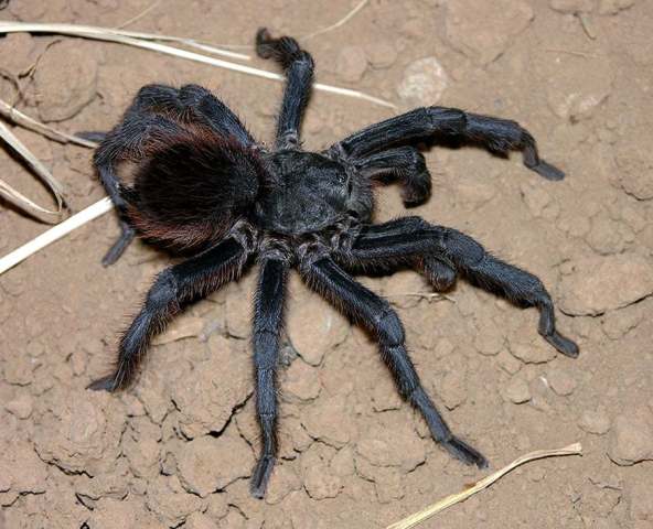 Aphonopelma serratum (Simon 1891), male, Mexico
