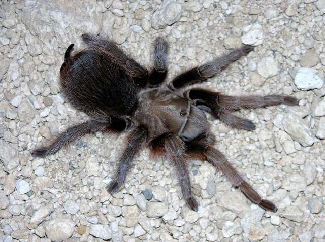 Aphonopelma sp., female, Sonora, Mexico