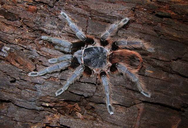 Aphonopelma sp., female (undescribed), Nuevo Leon State, Mexico