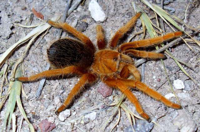 Aphonopelma sp. [undescribed], female, Hidalgo State, Mexico. (Photo - R. Carillo)