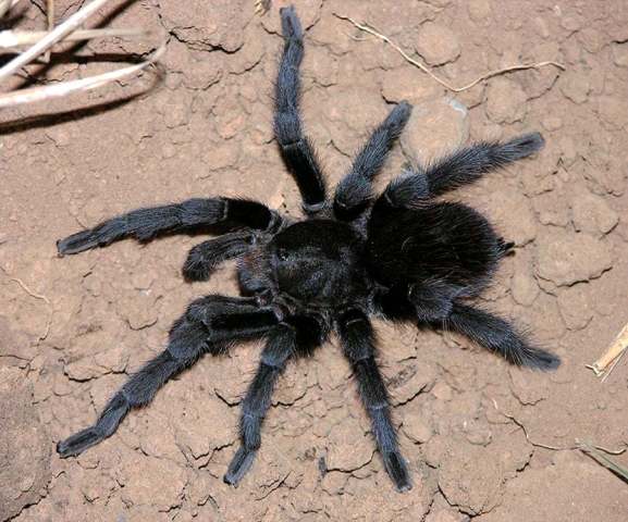 Aphonopelma truncatum (F. O. P.-Cambridge 1897), male, Mexico