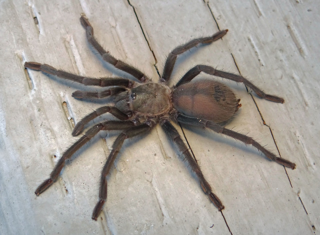 Aphonopelma xwalxwal Hamilton, 2016, San Diego County, California, USA (Photo - T. Burkhart)
