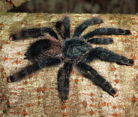 Avicularia avicularia (Linnaeus, 1758), female, Trinidad Island, West Indies