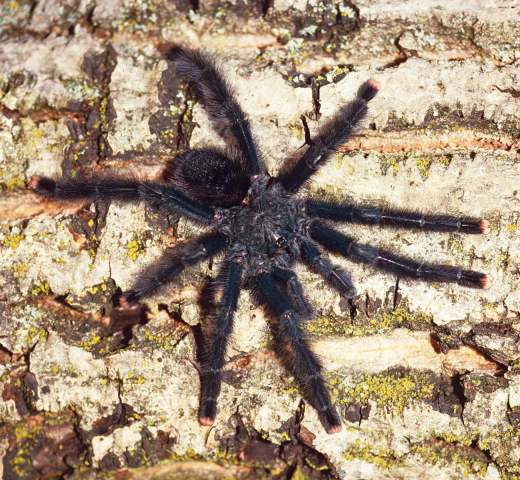 Avicularia avicularia (Linnaeus, 1758), male, Trinidad Island, West Indies