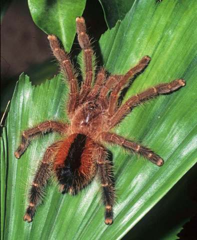 Avicularia cf lynnae Fukushima &amp; Bertani, 2017, female on leaf at night, Pastaza, s. Ecuador &amp; ne. Peru