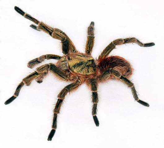 Bistriopelma peyoi Nicoletta, Chaparro, Mamani, Ochoa, West & Ferretti, 2020, male, Peru (Photo - JC. Chaparro)