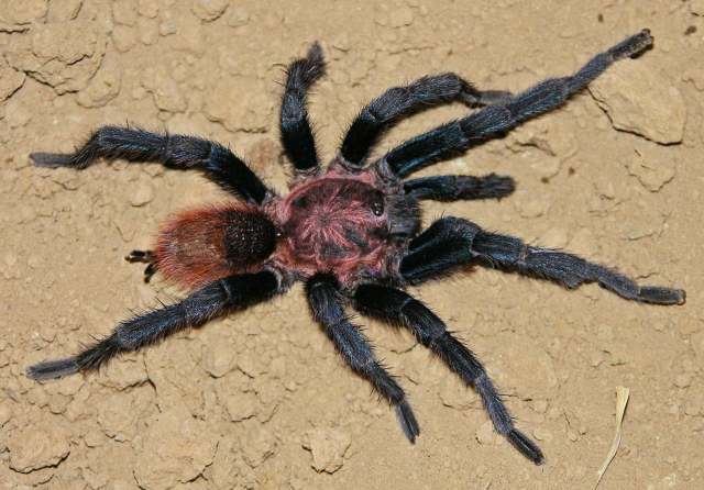 Bonnetina papalutlensis Mendoza, 2012, male, Morelos State, Mexico