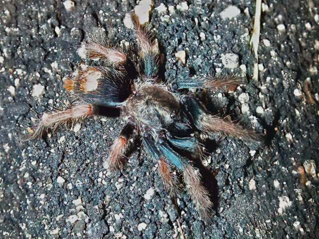 Bonnetina sp., female, Morelos State, Mexico. (Photo - M. Cordova)