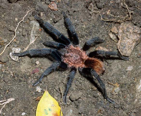 Bonnetina sp., male (undescribed), Tamaulipas State, Mexico