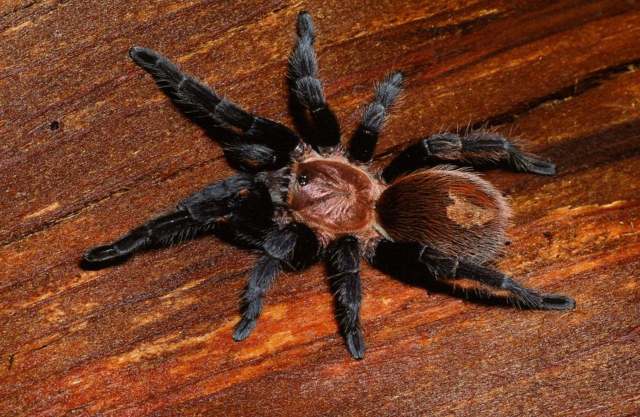 Bonnetina tanzeri Schmidt, 2012, female, Mexico State, Mexico
