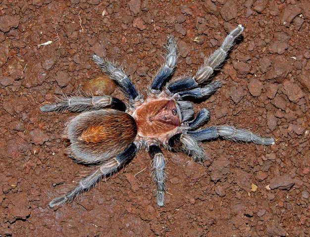 Bonnetina vittata Ortiz & Francke, 2017, female, Michoac†n State, Mexico