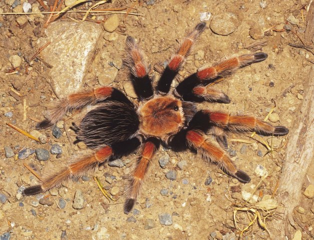 Brachypelma boehmei Schmidt & Klaas 1993, female [in situ, premolt], Mexico