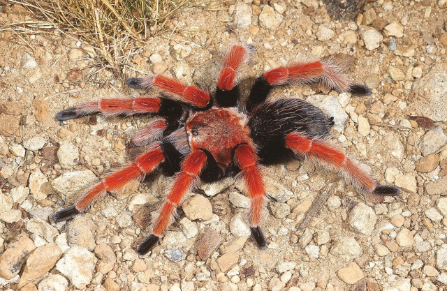 Brachypelma boehmei Schmidt & Klaas, 1993, male, Mexico