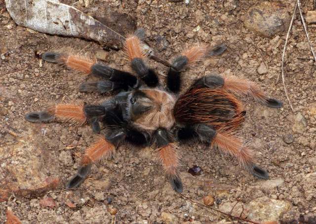 Brachypelma emilia (White, 1856), female, Sinaloa & Nayarit State, Mexico
