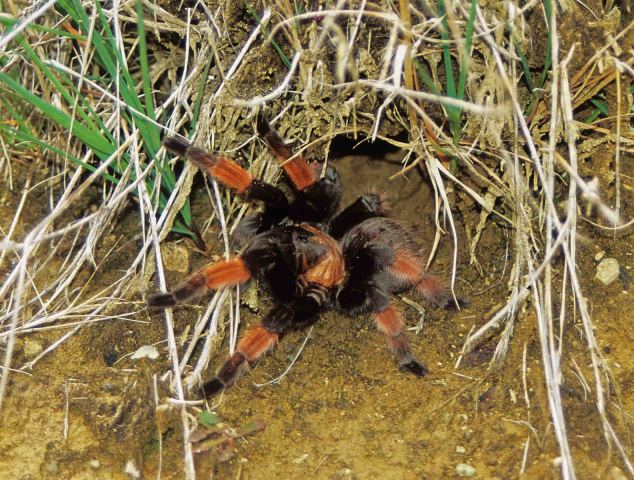 Brachypelma emilia (White 1856), female at burrow, Mexico