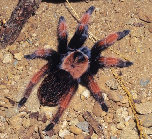 Brachypelma emilia X Brachypelma boehmei, female - pet trade hybrid