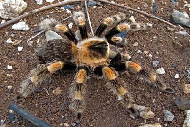 Brachypelma hamori Tesmoignt, Cleton & Verdez, 1997, female, Colima, Mexico. (Photo - R. Orozco)