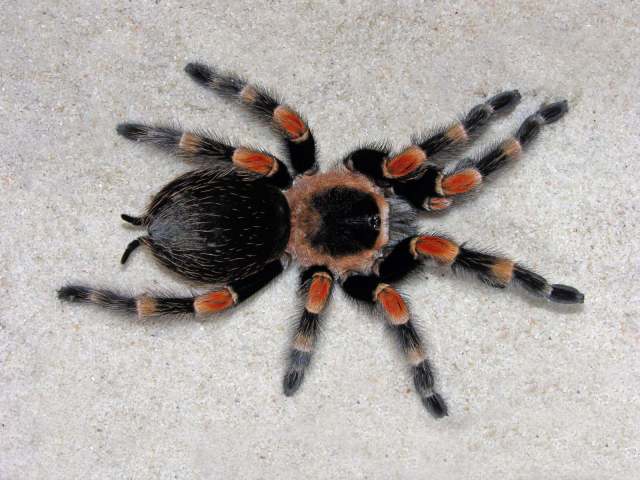 Brachypelma hamorii Tesmoignt, Cleton & Verdez, 1997, female [post-molt], Colima State, Mexico