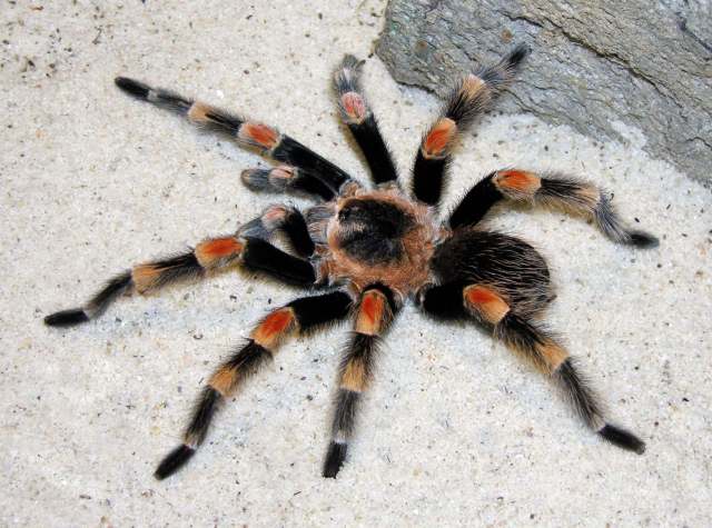 Brachypelma hamorii Tesmoignt, Cleton & Verdez, 1997, male, Colima State, Mexico