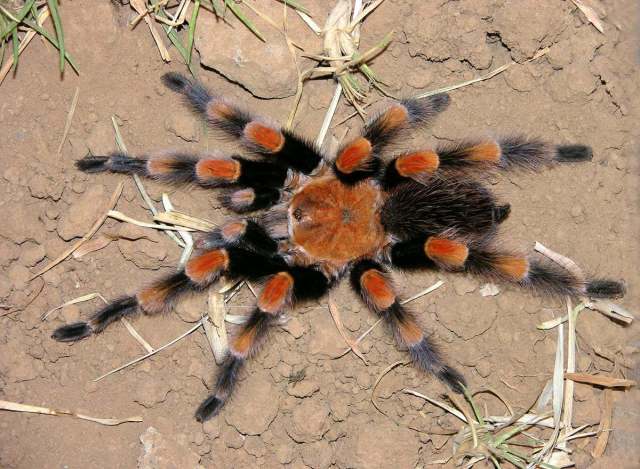 Brachypelma smithi (F. O. P.-Cambridge 1897), male [ne. Acapulco red form], Mexico
