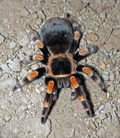 Brachypelma smithi (F.O.P.-Cambridge, 1987), female (dark carapace morph),Guerrero State, Mexico