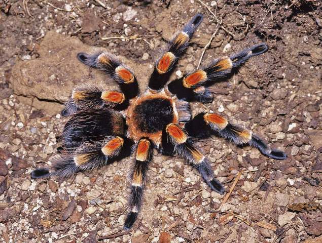 Brachypelma smithi (F.O.P.-Cambridge, 1987), male (dark carapace morph), Guerrero State, Mexico