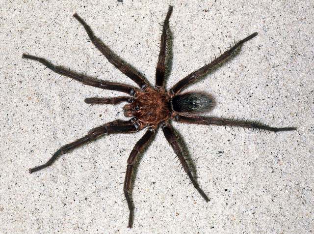 Bumba horrida (Schmidt, 1994, )male, Amazonas State, Venezuela