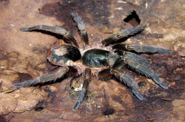 Cardiopelma mascatum Vol, 1999, female, Mexico DF, Mexico