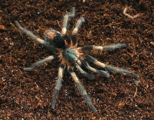 Cardiopelma mascatum Vol, 1999, male, Mexico DF., Mexico. (photo - F. Vol)