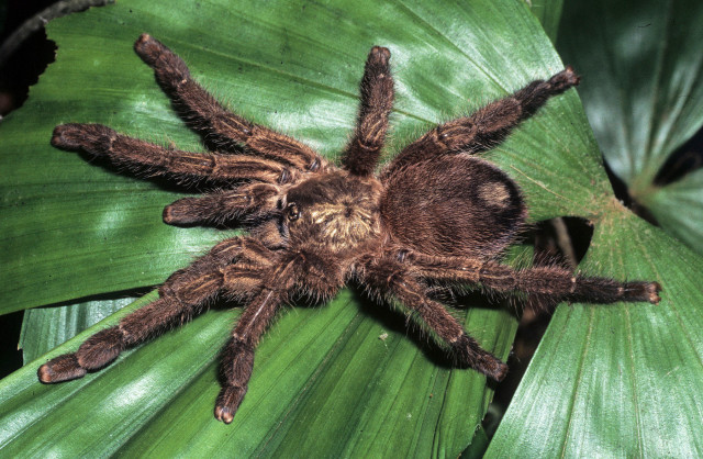 Caribena laeta (C. L. Koch 1842), female, Puerto Rico Island