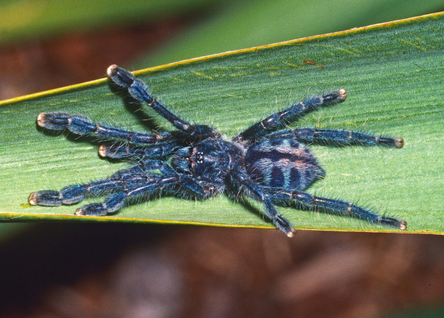 Caribena laeta (C. L. Koch 1842), juvenile, St. Thomas Island, West Indies