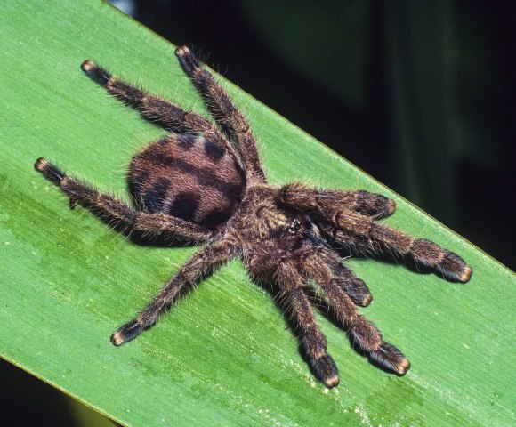 Caribena laeta (C. L. Koch, 1842), penultimate female, St. Thomas Island, West Indies