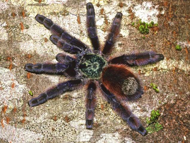 Caribena versicolor (Walckenaer, 1837), female, Martinique Island, Caribbean