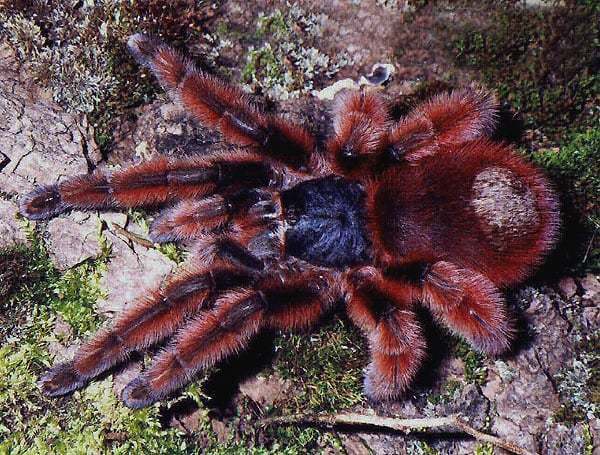 Caribena versicolor (Walckenaer, 1837), female (red morph), Martinique Island, West Indies. (Photo - F. Cleton)