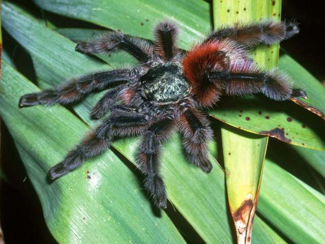 Caribena versicolor (Walckenaer, 1837), male, Martinique Island, Caribbean