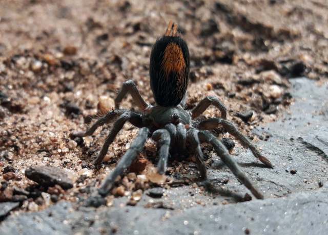Catanduba peruacu Yamamoto, Lucas & Brescovit 2012, female, frontal defensive behaviour, Bahia, Brazil (Photo - V. Ghirotto)