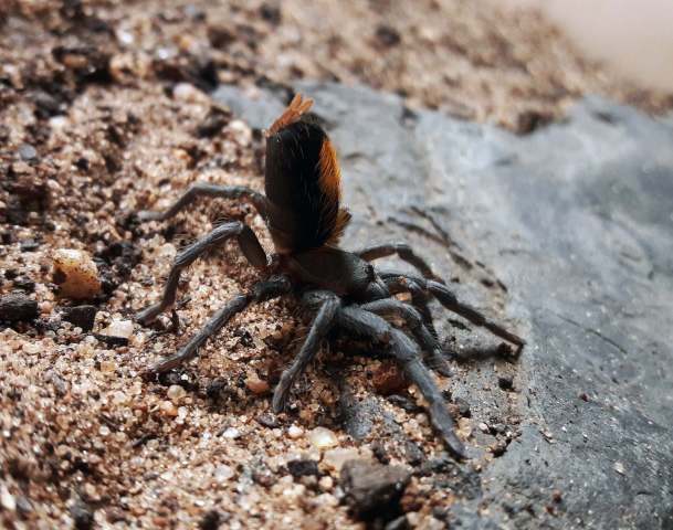 Catanduba peruacu Yamamoto, Lucas & Brescovit 2012, female, side view of defensive behaviour, Bahia, Brazil (Photo - V. Ghirotto)