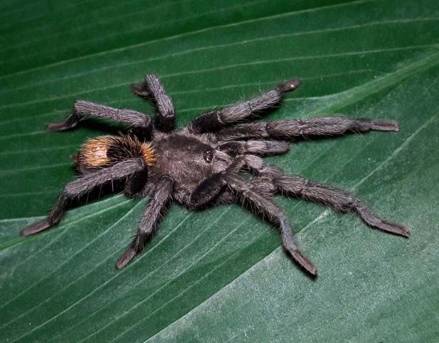 Catanduba peruacu Yamamoto, Lucas & Brescovit 2012, male, Bahia State, Brazil (Photo - V. Ghirotto)