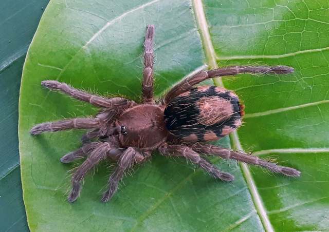 Catanduba simoni (Soares & Camargo, 1948), female, Goias State, Brazil (Photo - V. Ghirotto)