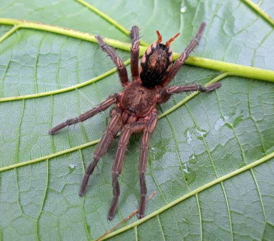 Catanduba simoni (Soares & Camargo, 1948), male, Goias State, Brazil (Photo - V. Ghirotto)