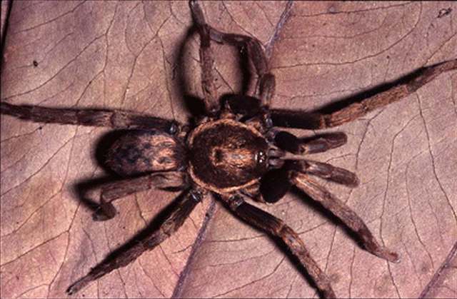 Catumiri petropolium Guadanucci 2004, male, Brazil. (Photo - R. Bertani)