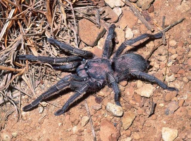 Chaetopelma altugkadirorum Gallon, Gabriel & Tansley, 2012, female, Osmaniye Province, Turkey
