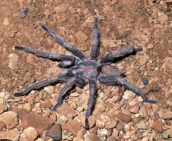 Chaetopelma altugkadirorum Gallon, Gabriel & Tansley, 2012, male, Osmaniye Province, Turkey